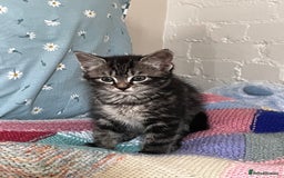 Mixed Breed cats for sale: Playful kittens ready to leave! - Image 21
