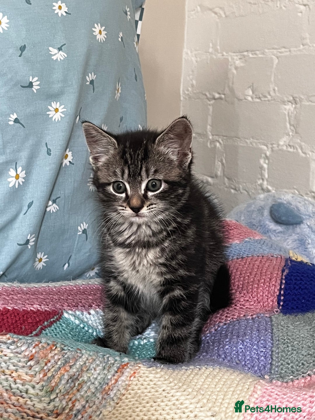 Mixed Breed cats for sale: Playful kittens ready to leave! - Image 21