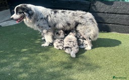 Australian Shepherd dogs for sale: 3 remaining- Beautiful Australian Shepherds  - Image 17