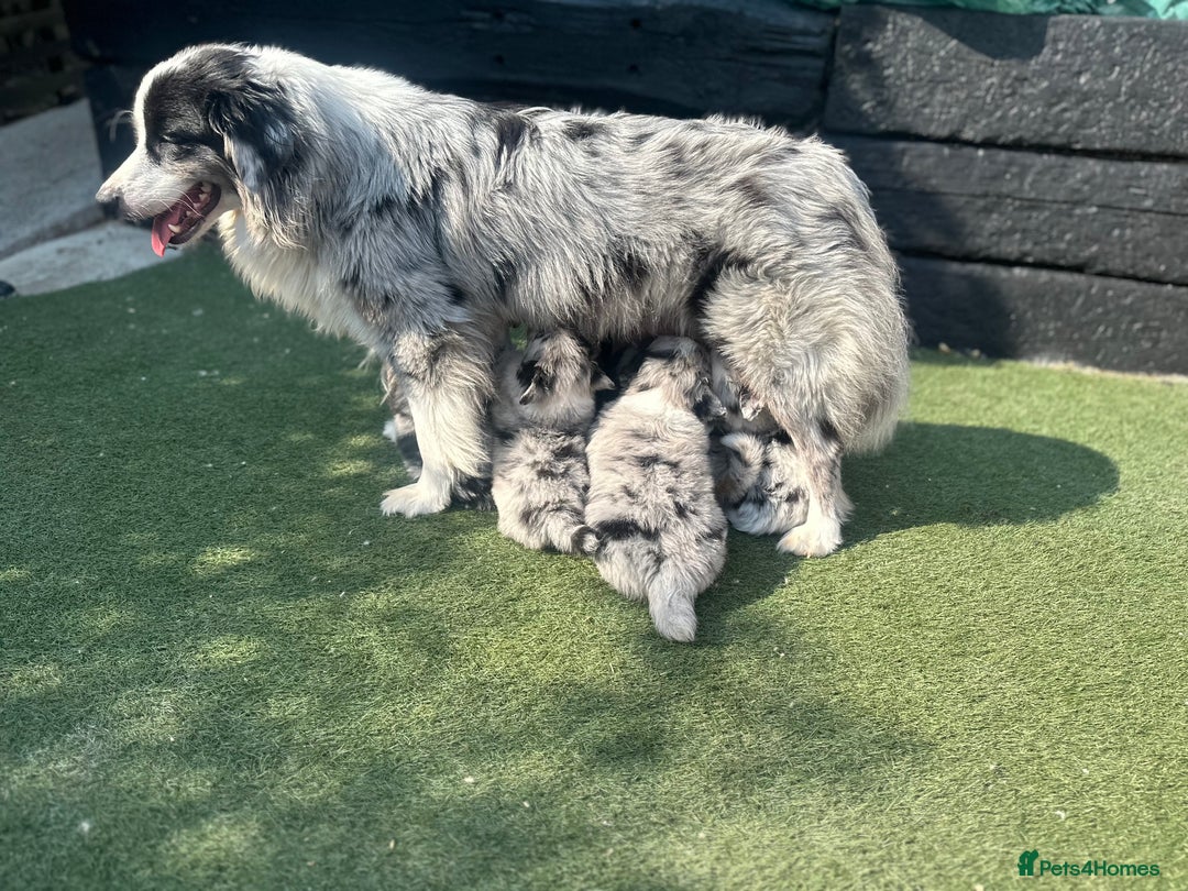 Australian Shepherd dogs for sale: 3 remaining- Beautiful Australian Shepherds  - Image 17