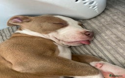 Staffordshire Bull Terrier dogs for sale: With a heavy heart having to rehome beautiful Nova - Image 2