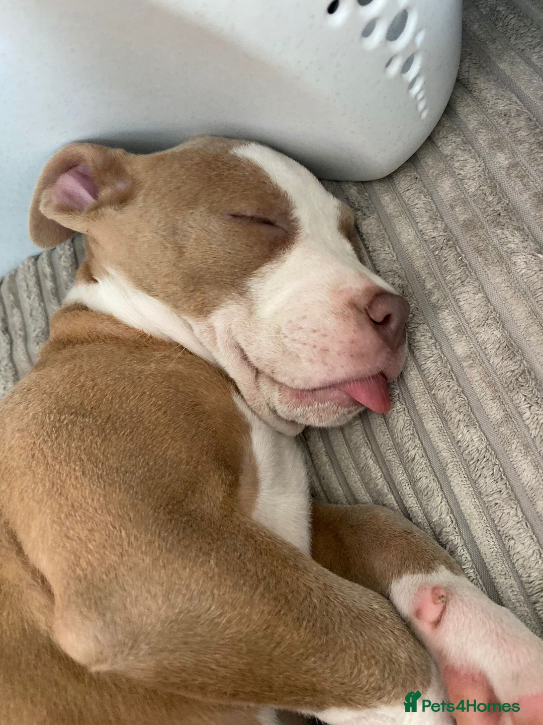Staffordshire Bull Terrier dogs for sale: With a heavy heart having to rehome beautiful Nova - Image 2