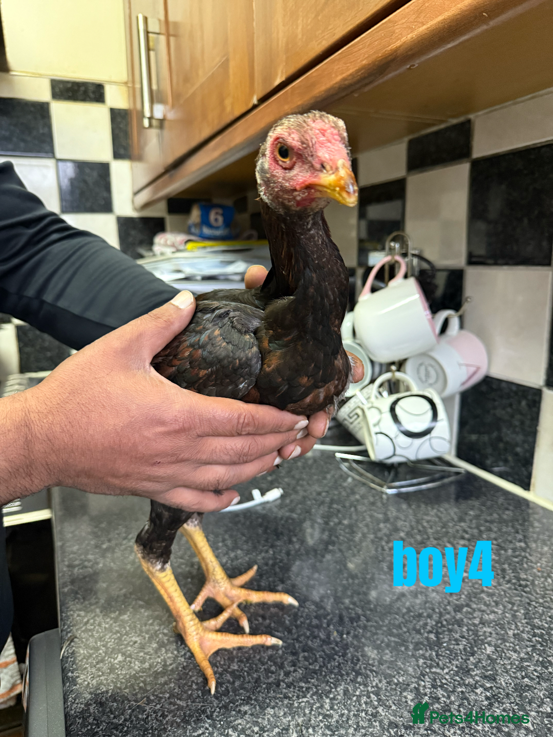 Chickens poultry for sale: shamo chickens🐓 - Image 9