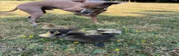Ducks poultry for sale:     ❤️ Four Beautiful Hand-Reared Ducklings  in Stowmarket - Advert 4