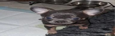 Pomchi 9