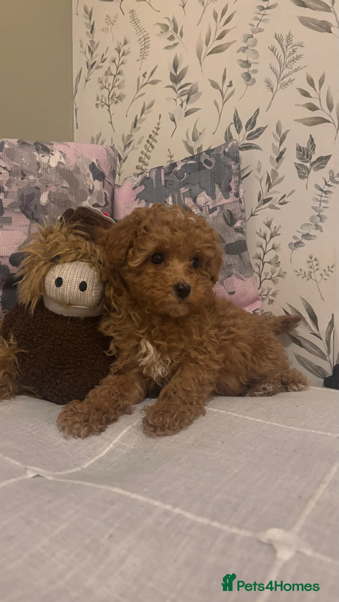 Maltipoo dogs for sale: 2 Maltipoo puppies looking for forever homes - Advert 3