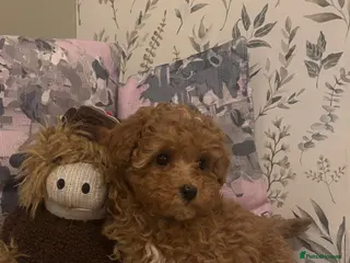 Maltipoo dogs 2 Maltipoo puppies looking for forever homes - Advert 9