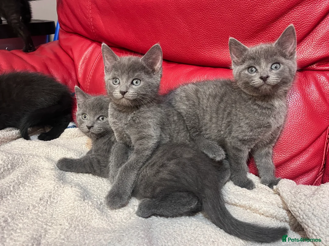 British Shorthair cats for sale: 5 adorable males looking for new home - Advert 12