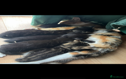 Mixed Breed cats for sale: Mixed breed- Norwegian Forest Cat  - Image 15