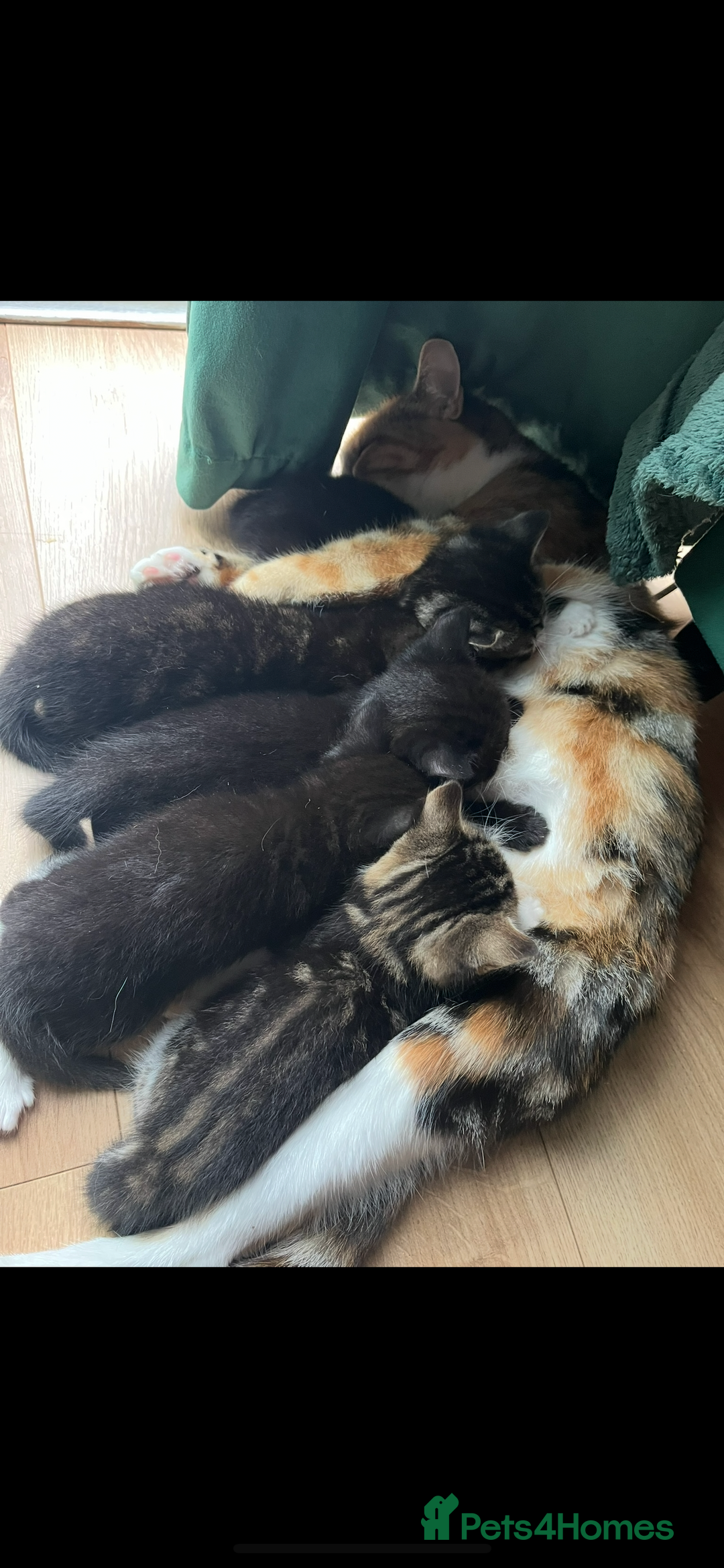Mixed Breed cats for sale: Mixed breed- Norwegian Forest Cat  - Image 15