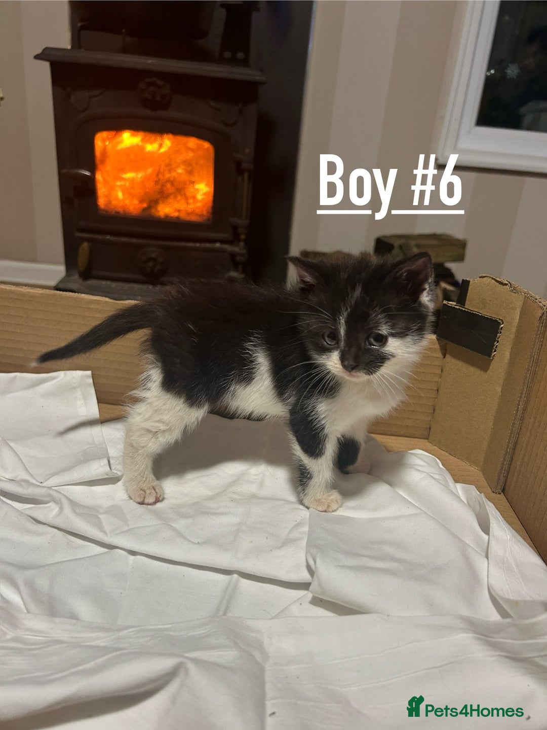 Mixed Breed cats for sale: 6 kittens for sale - Ready 16th December  - Advert 12