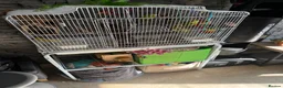 Budgerigars birds for sale: Budgies  - Advert 1