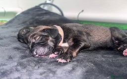 Mixed Breed dogs for sale: Saluki Bull Grey Puppies  - Image 18