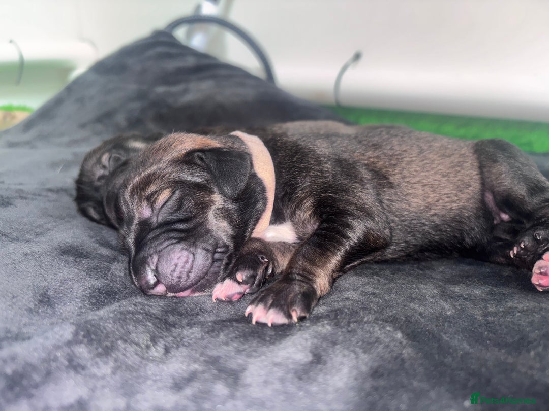 Mixed Breed dogs for sale: Saluki Bull Grey Puppies  - Image 18