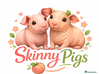 Guinea Pig rodents FEMALE SKINNY PIG ⭐️ - Advert 17