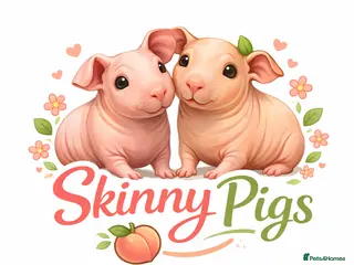 Guinea Pig rodents FEMALE SKINNY PIG ⭐️ - Advert 2