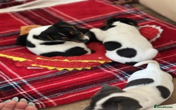 Jack Russell dogs for sale: Jack Russell Pure Breed Puppy’s  - Image 29