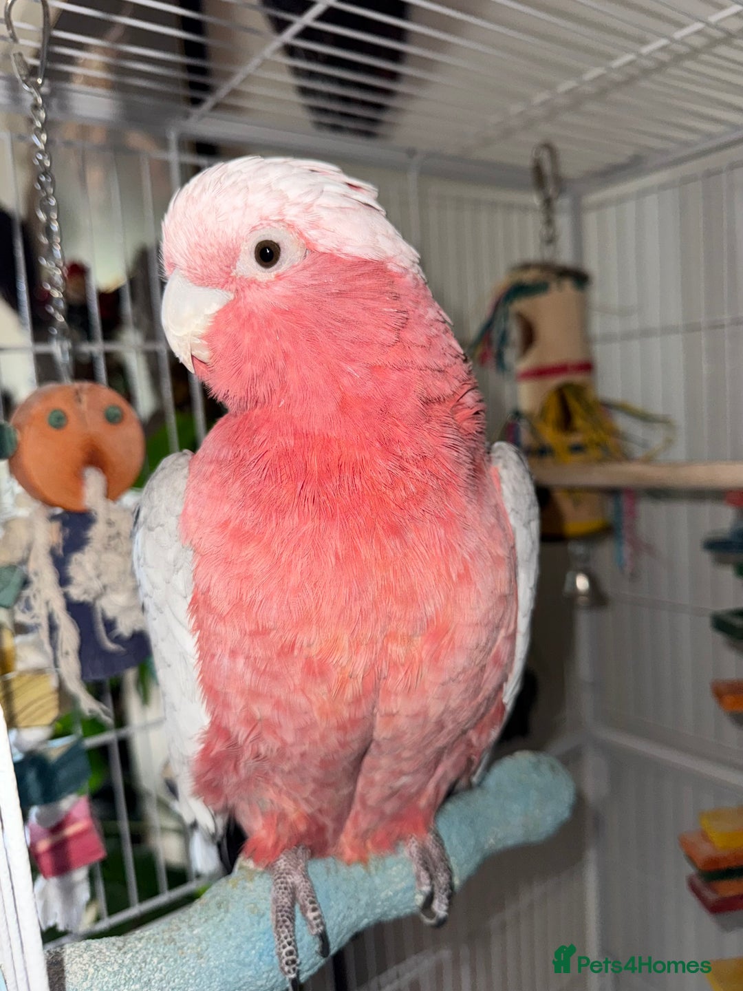 Cockatoo birds for sale: Galah Cockatoo  - Advert 4