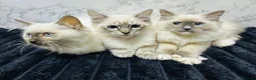 Ragdoll cats for sale:  🌸 GCCF/TICA Registered Pedigree Ragdoll Kittens  - Advert 4
