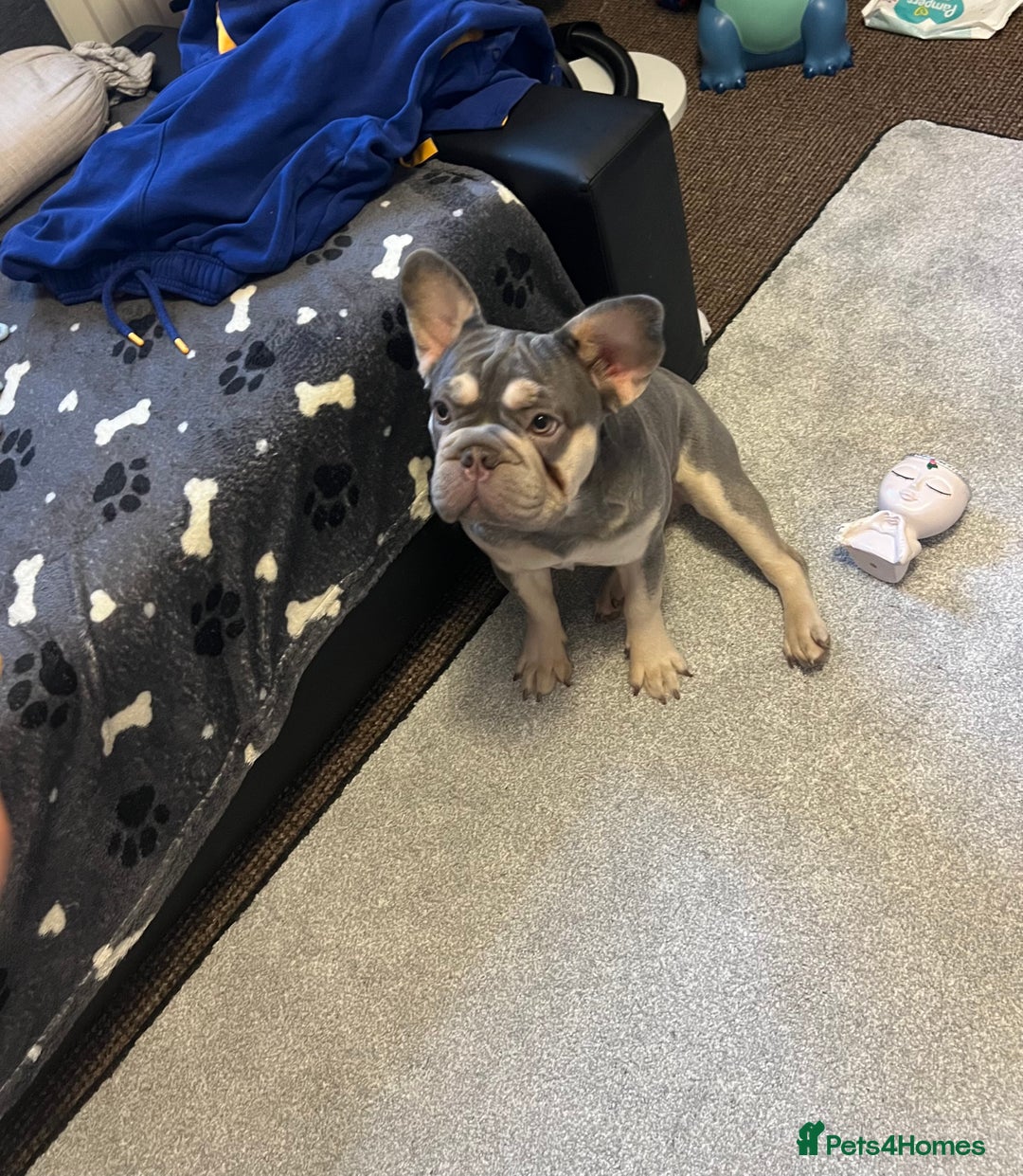 French Bulldog dogs for sale: French Bulldog  - Advert 9