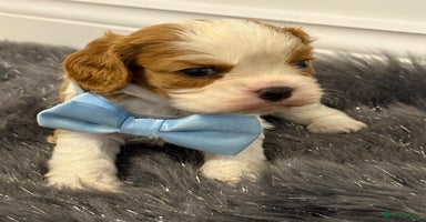 Cavalier King Charles Spaniel dogs KC Cavalier King Charles Spaniel 🧬 Tested Parents - Advert 1