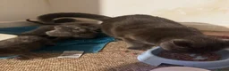 Russian Blue cats for sale: Mixed blue Russian kittens - Advert 7