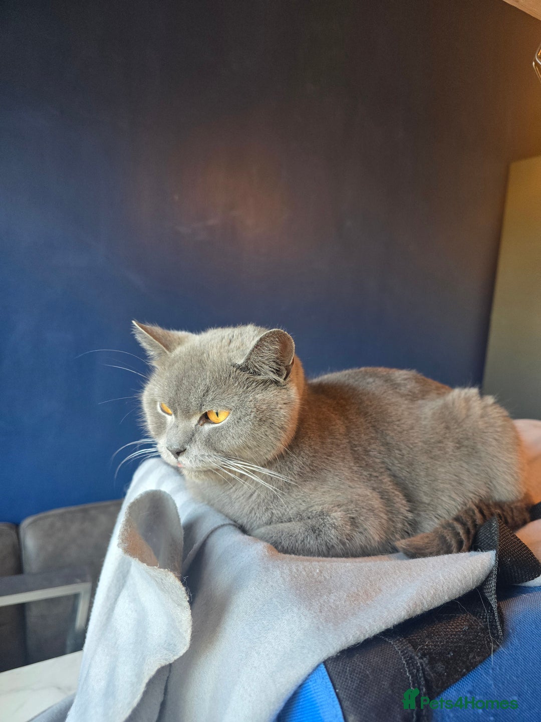 British Shorthair cats for sale: British short hair - Image 6