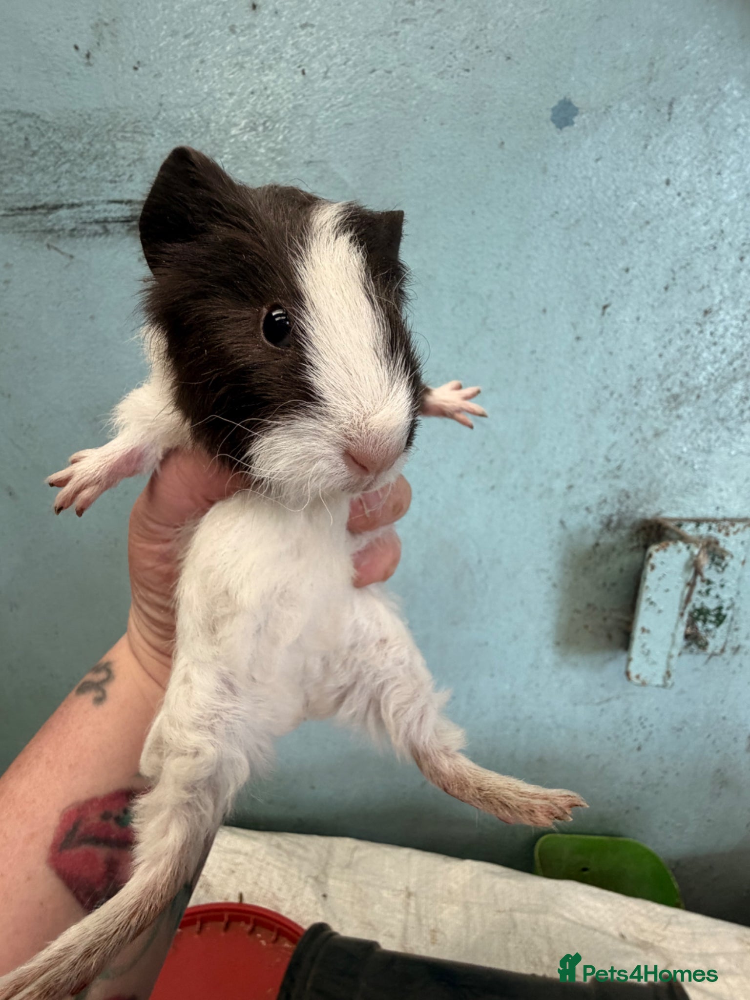 Guinea Pig rodents 3 male guinea pigs 8x week old   - Advert 1