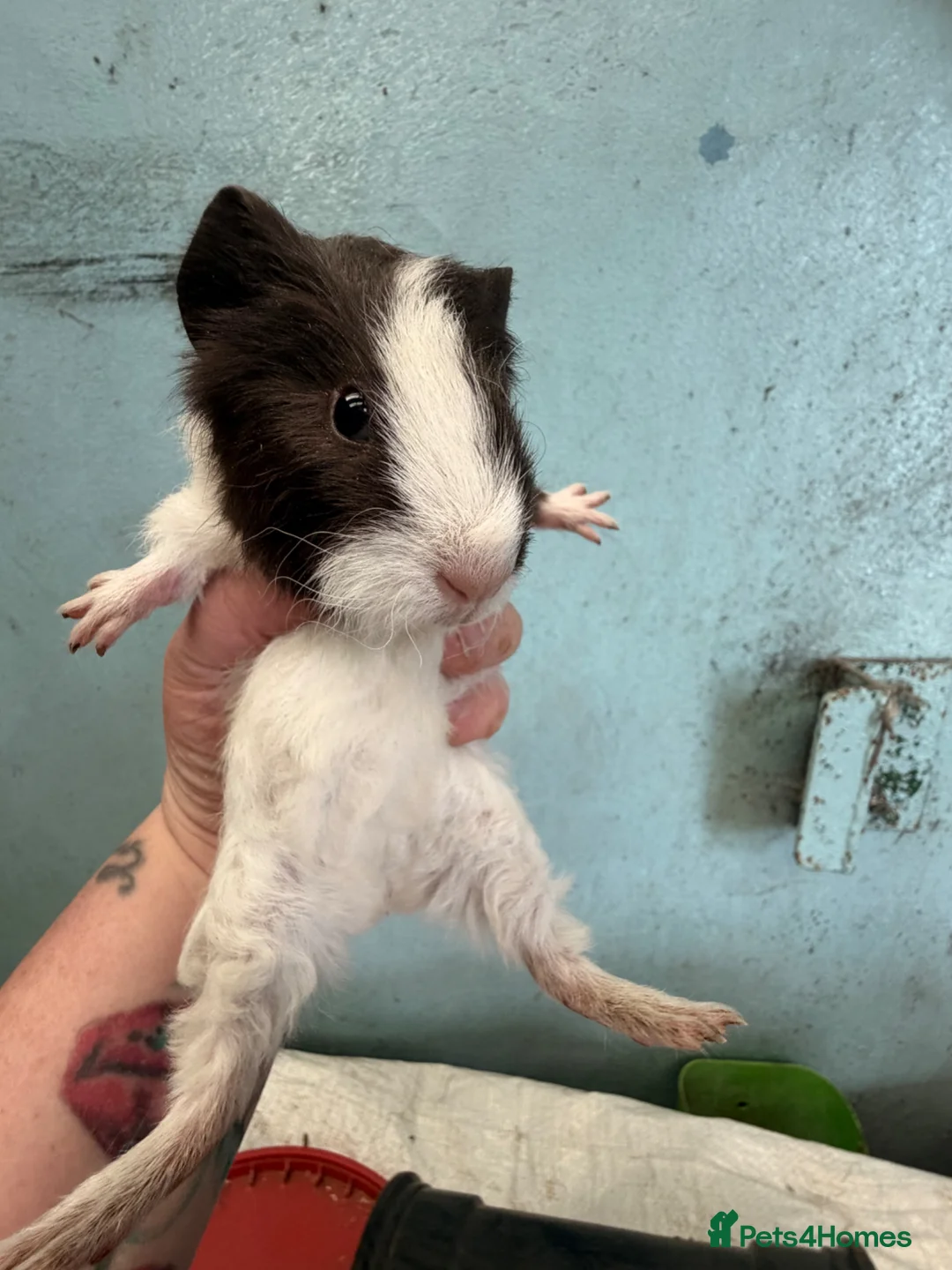 Guinea Pig rodents for sale: 3 male guinea pigs 8x week old   - Advert 1