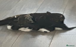 Domestic Shorthair cats for sale: X2 litters - Image 5