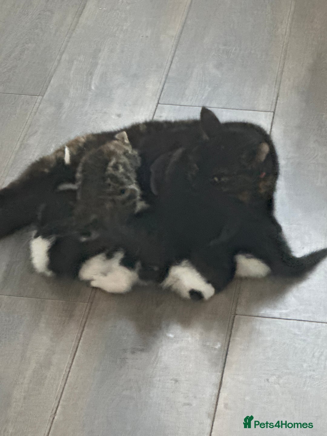 Domestic Shorthair cats for sale: X2 litters - Image 5