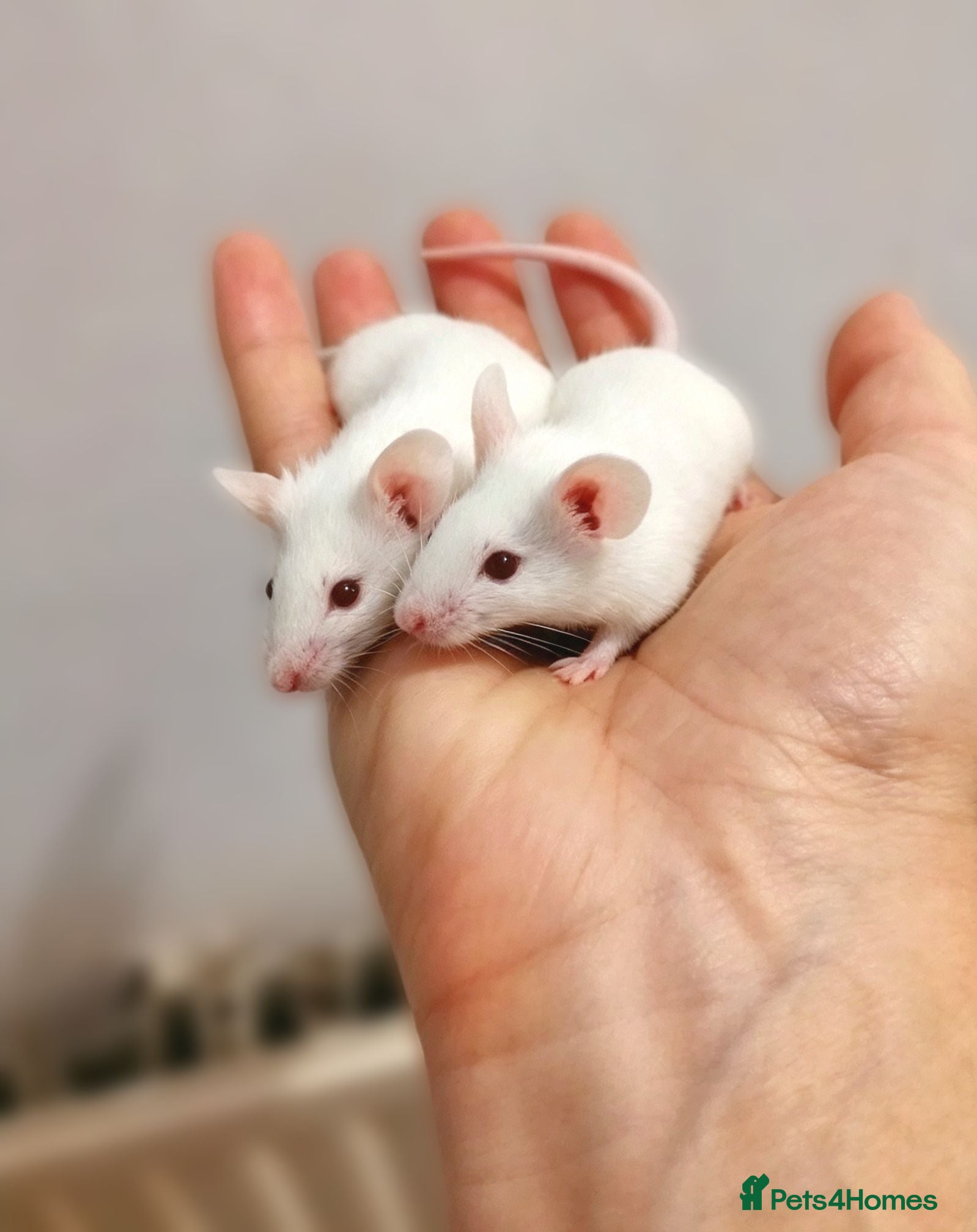 Mouse rodents Handsome baby boy mice  - Advert 5