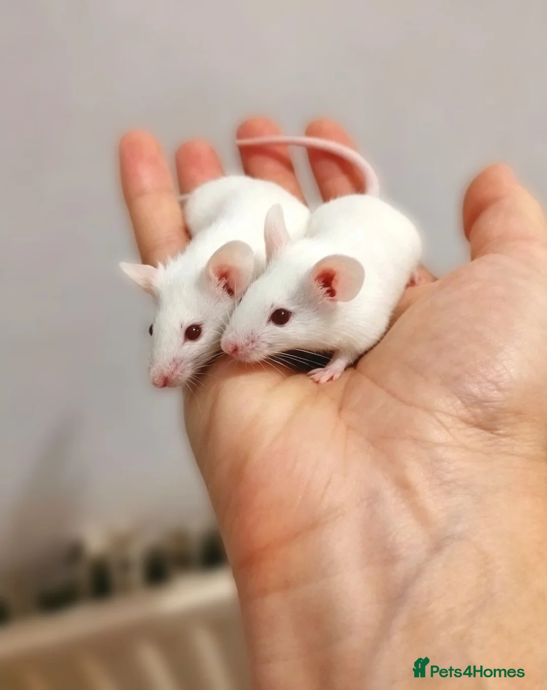 Mouse rodents for sale: Handsome baby boy mice  - Advert 1
