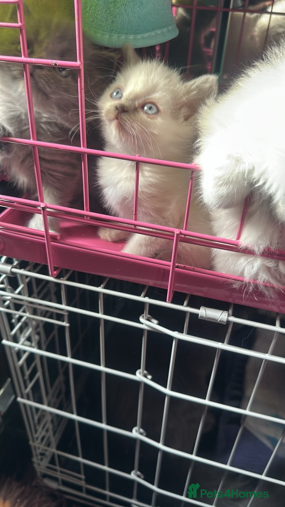 Ragdoll cats Ragdoll x British shorthair  - Advert 1