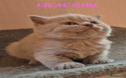 British Shorthair cats for sale: BSH kittens for new home  - Image 3