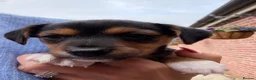 Jack Russell dogs for sale: Black & Tan Jack Russel pups - Advert 3
