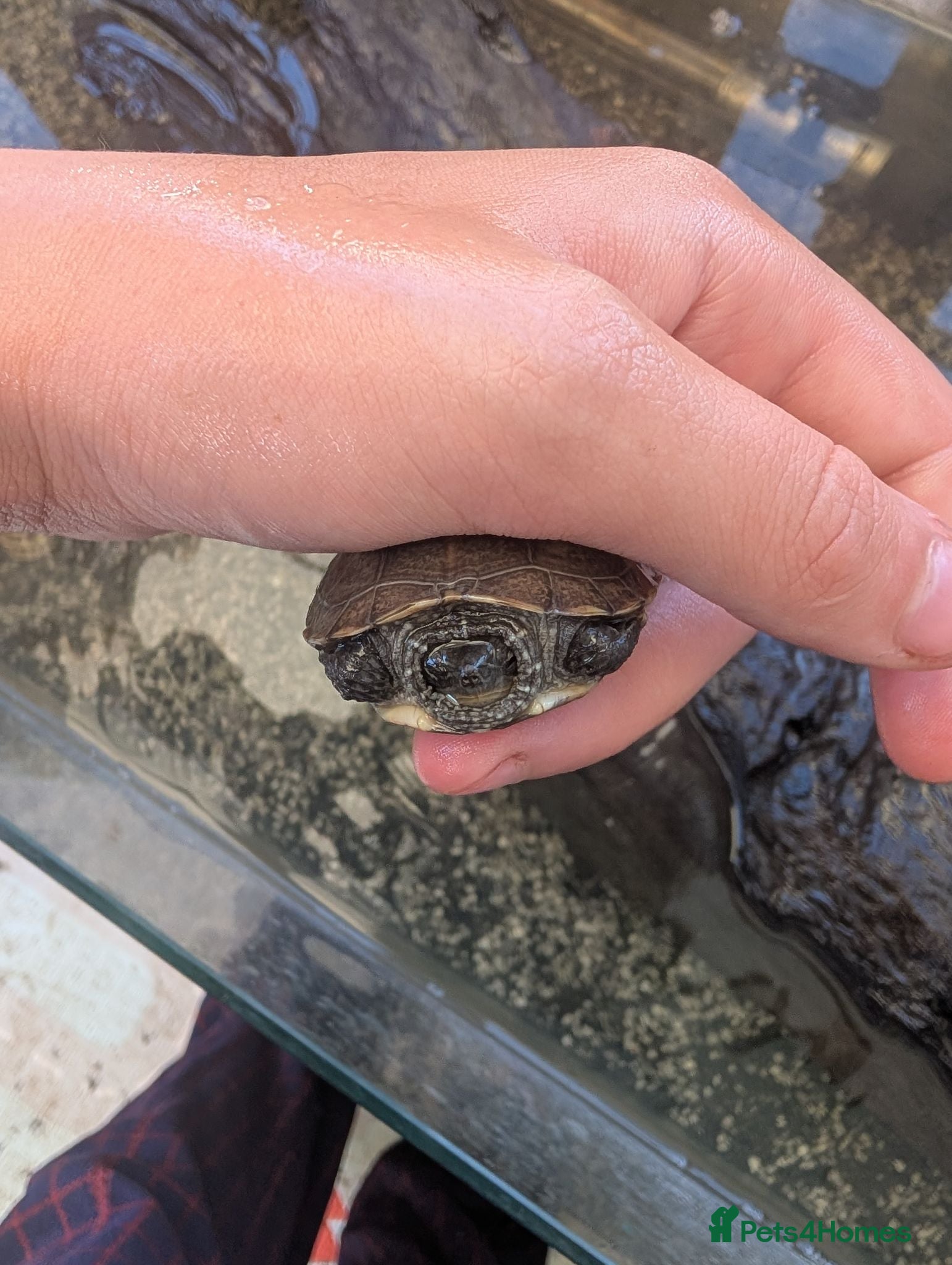 Turtle reptiles Russian tortoise and 2 razor back turtles  - Advert 1