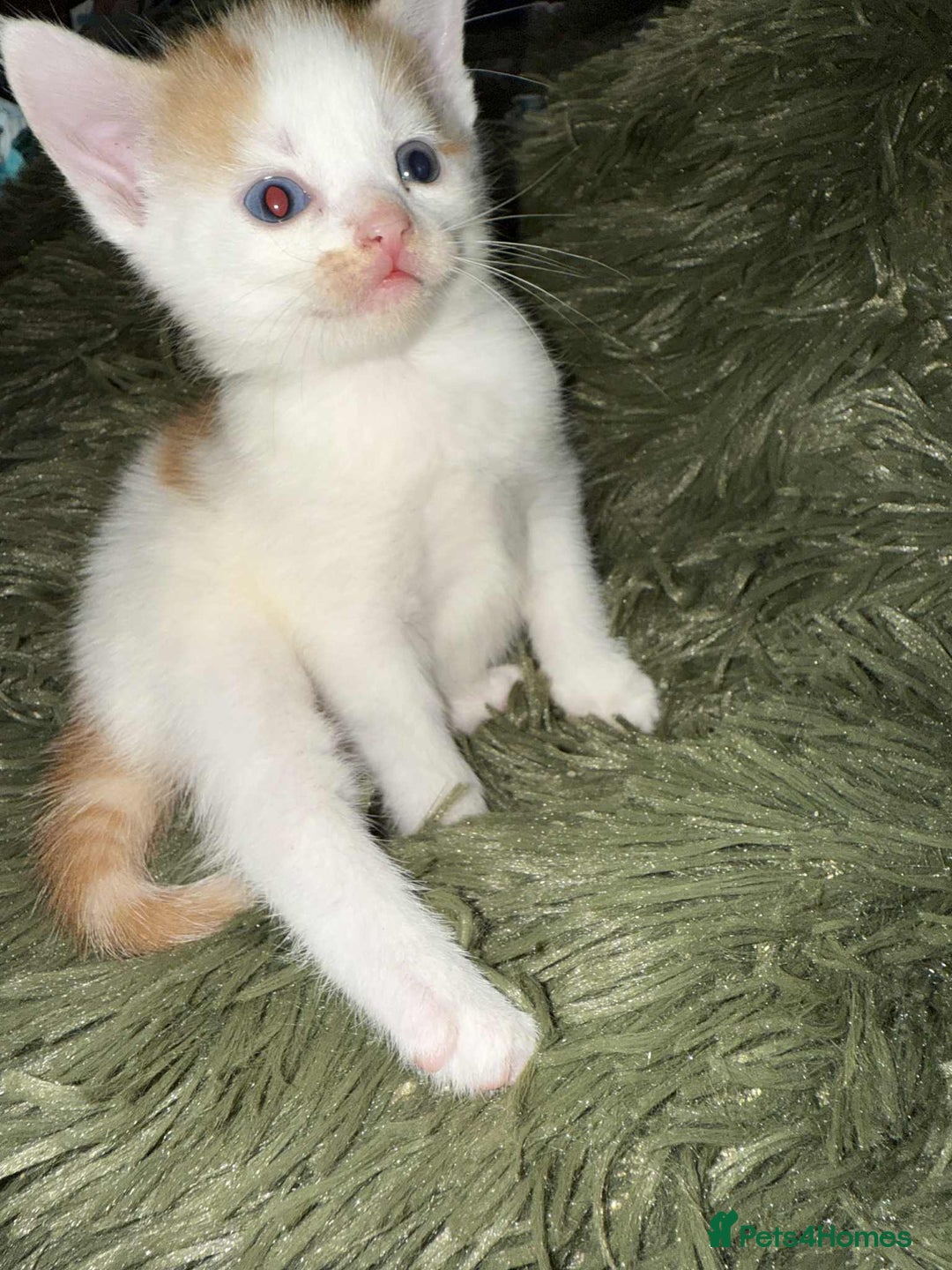 Mixed Breed cats for sale: Black and white kitten - Image 10