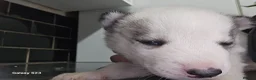 Siberian Husky dogs for sale: 7 siberian huskey puppies for sale £800 - Advert 20