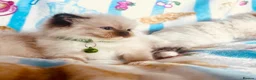 Ragdoll cats for sale: Gorgeous pure-bread ragdolls ( certificates+ docs) - Advert 28