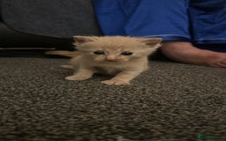 Mixed Breed cats for sale: Little boy  - Advert 8