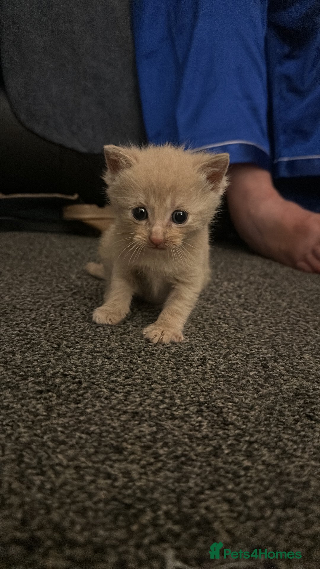 Mixed Breed cats for sale: Little boy  - Advert 8