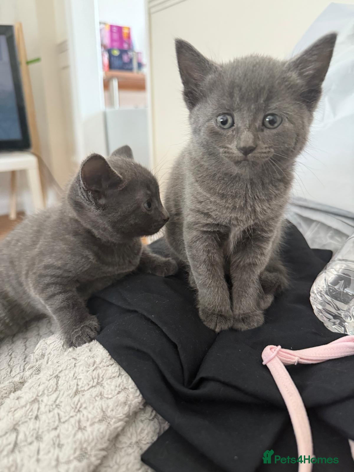 Mixed Breed cats Lovely kittens for sale - Advert 1