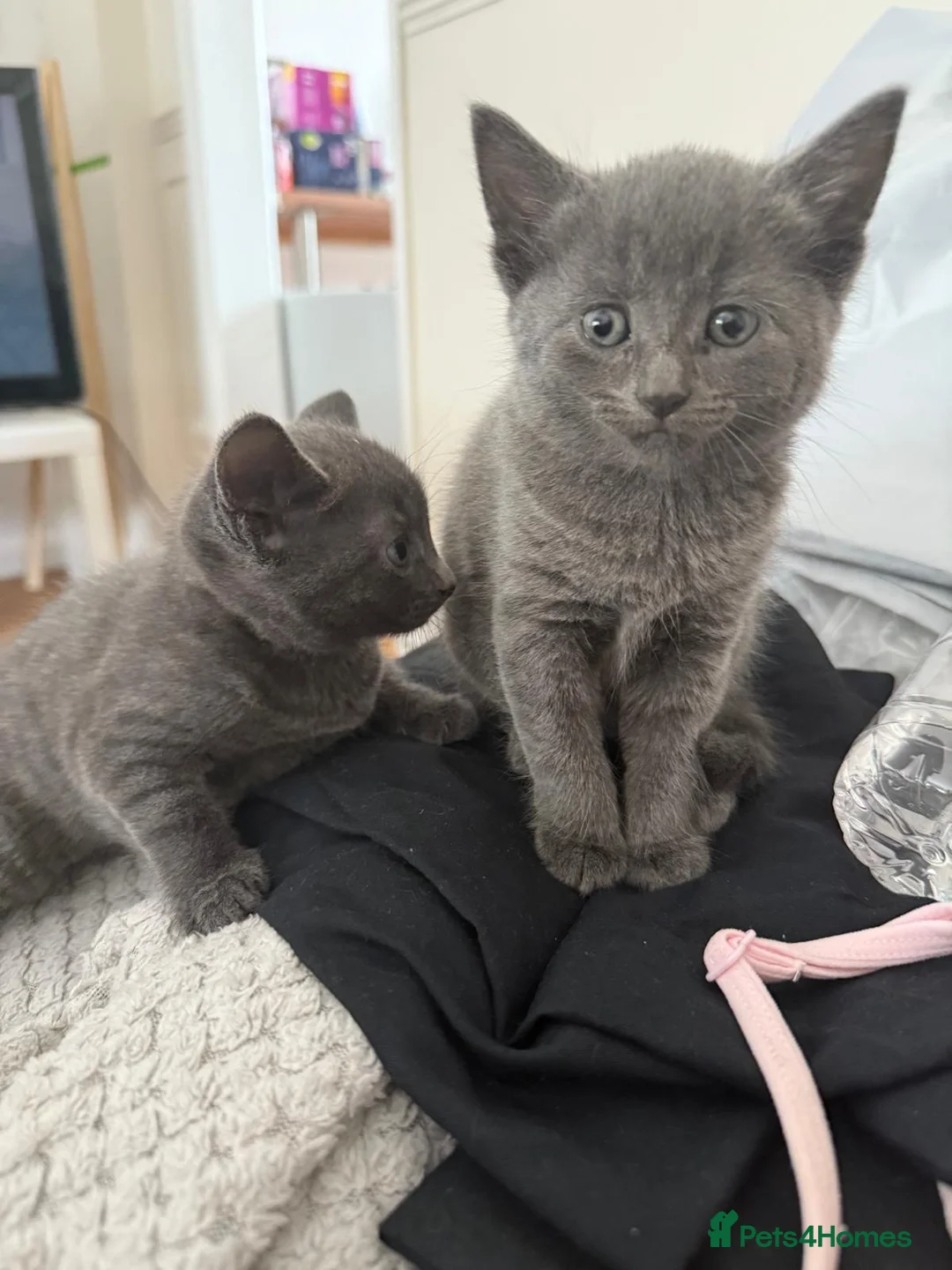 Mixed Breed cats for sale: Lovely kittens for sale in Morden - Advert 1
