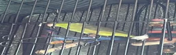 Parrots birds for sale: Parrotlet in Wakefield - Advert 9
