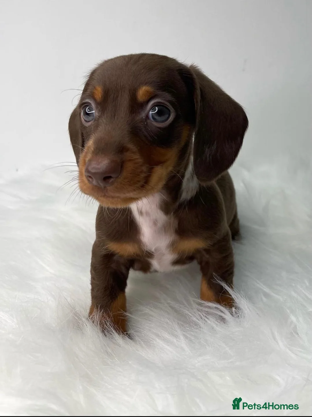 Miniature Dachshund dogs for stud: Miniature Dachshund Stud in Hartlepool - Advert 15