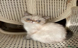 Exotic cats for sale: Outstanding Exotic Persian  - Image 3