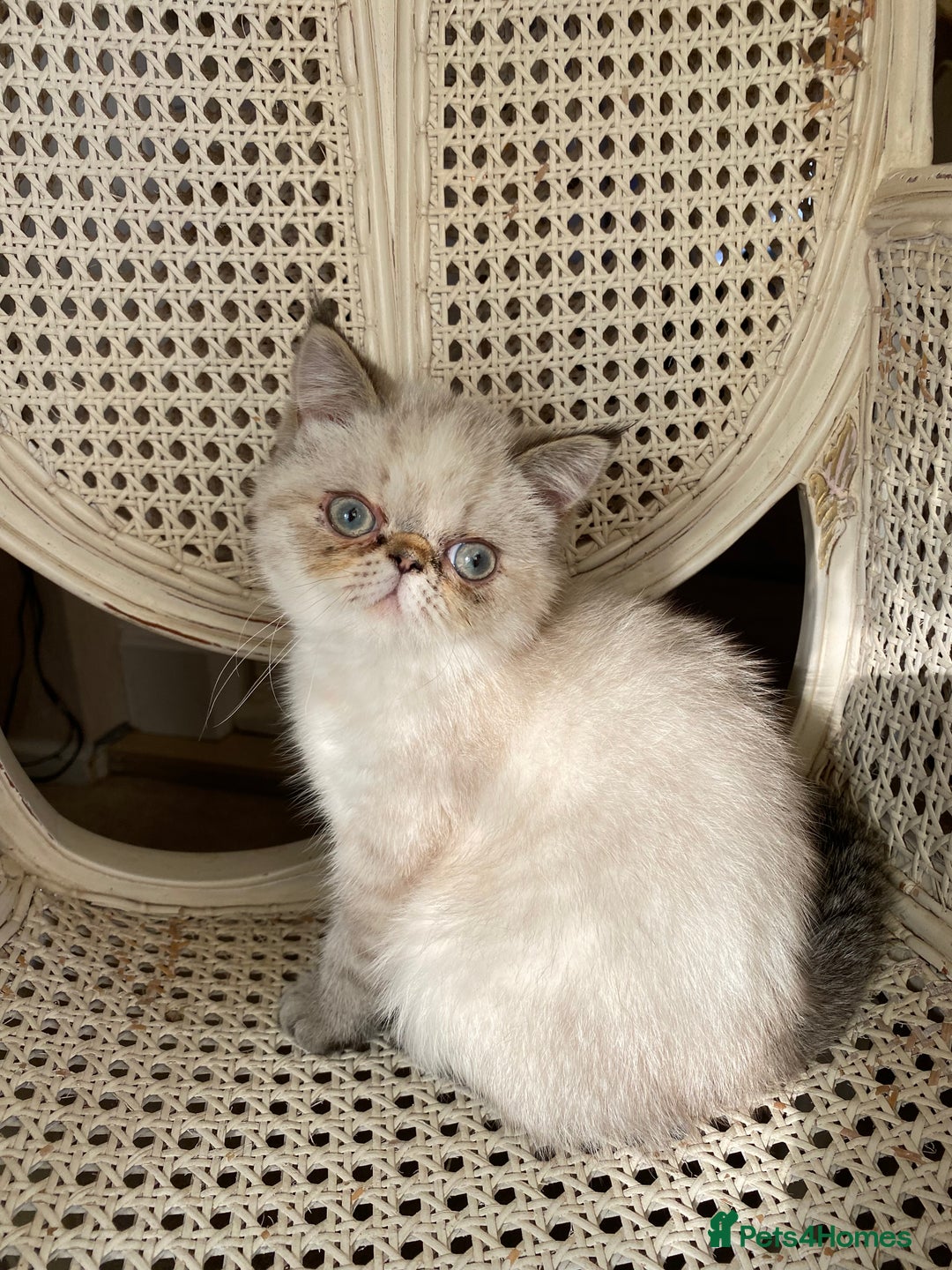 Exotic cats for sale: Outstanding Exotic Persian  - Image 3