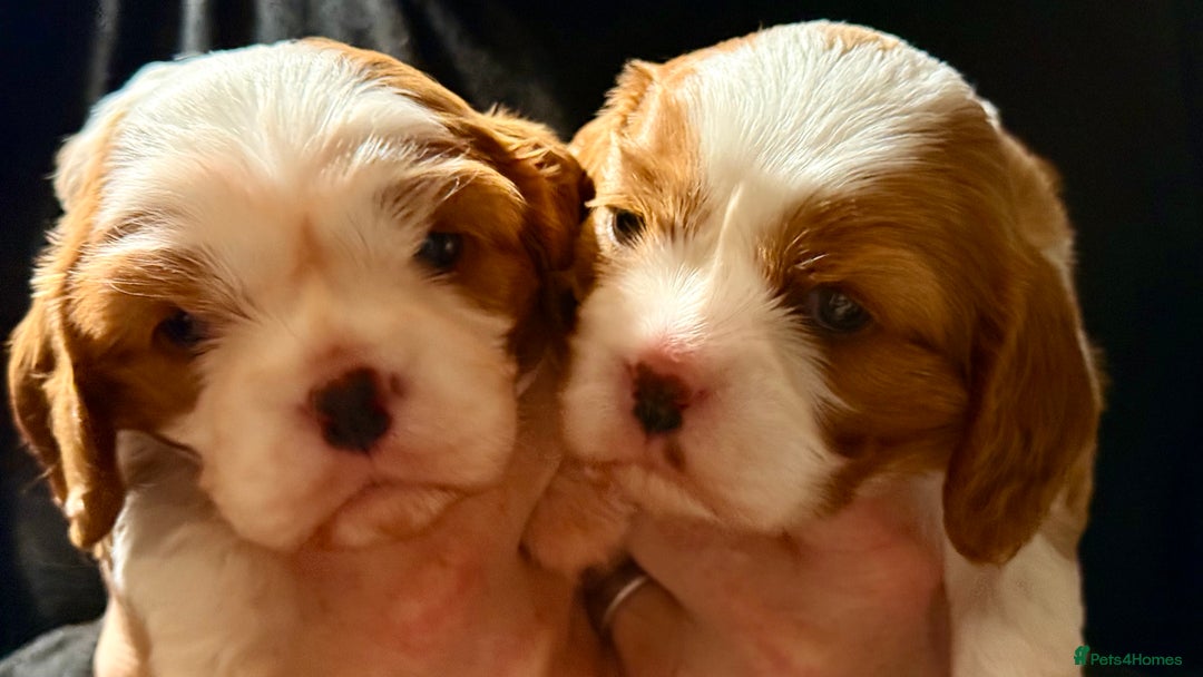 Cavalier King Charles Spaniel dogs for sale: 2 Female King Charles Cavaliers   - Advert 7