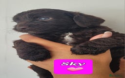 Sproodle dogs for sale: Gorgeous Chocolate Sproodle Puppies - Image 3